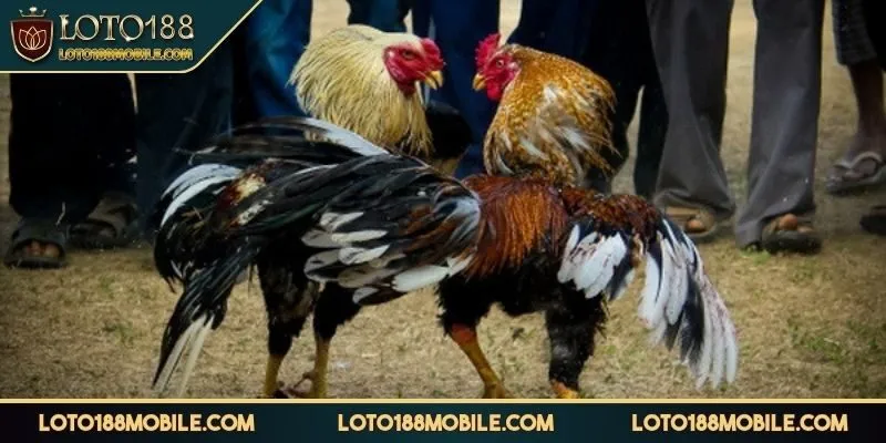 da-ga-loto188-gioi-thieu