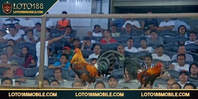 da-ga-loto188-trai-nghiem